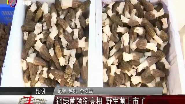 铜绿菌领衔亮相 野生菌上市了