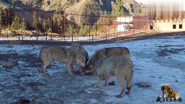 狼群地位出现变动?草原狼露出凶悍面目抢食、狼王在场都管不住?