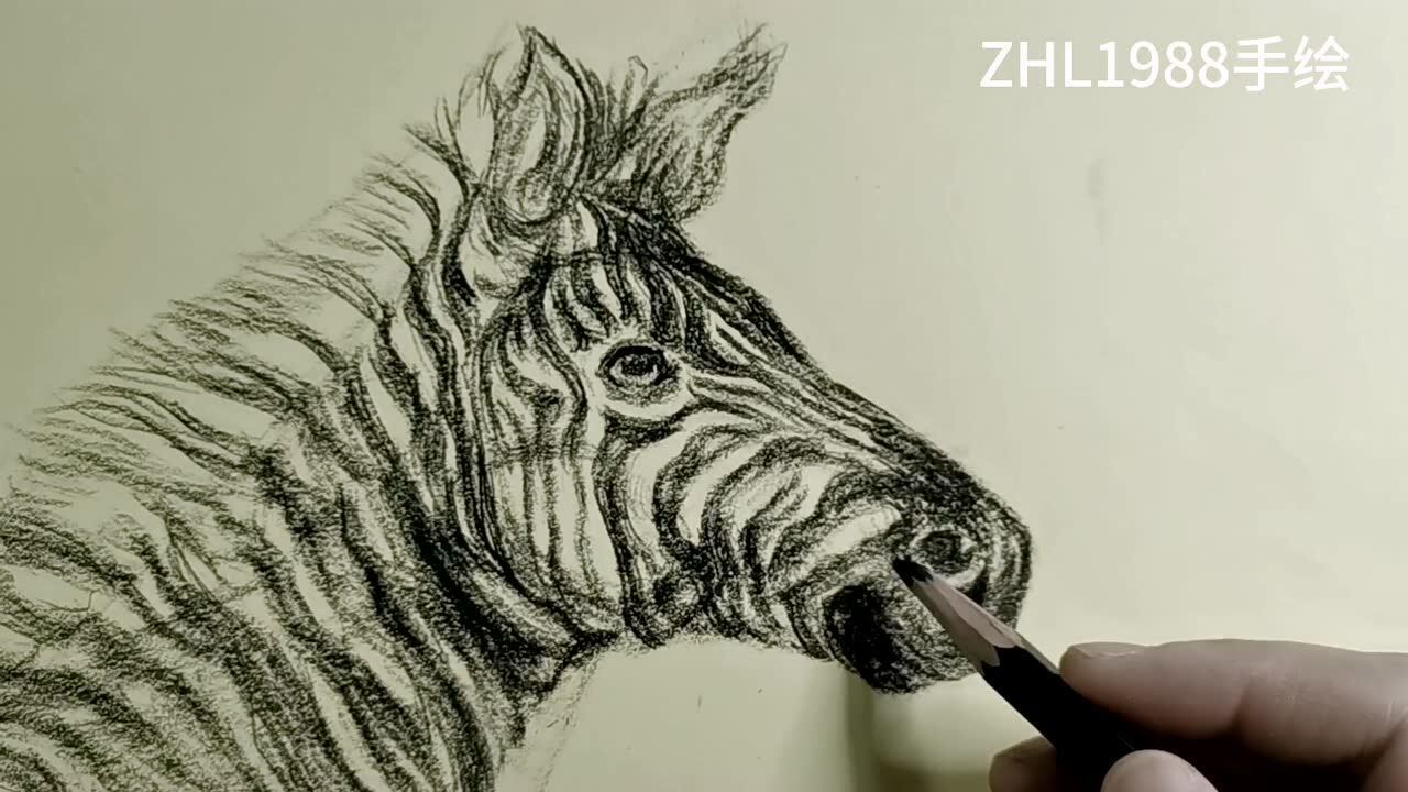 每日一画速写斑马