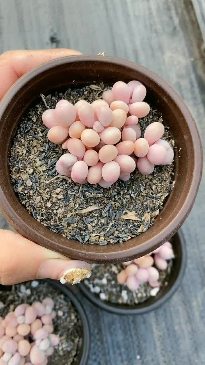 这款小可爱就是水光针桃蛋,肉嘟嘟的很喜欢,开心!