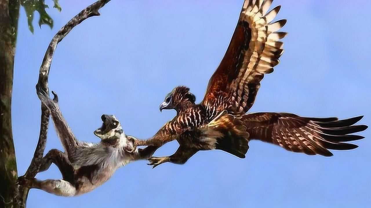 菲律宾的食猴鹰是一个怎样的存在镜头纪录下其抓猴子的过程