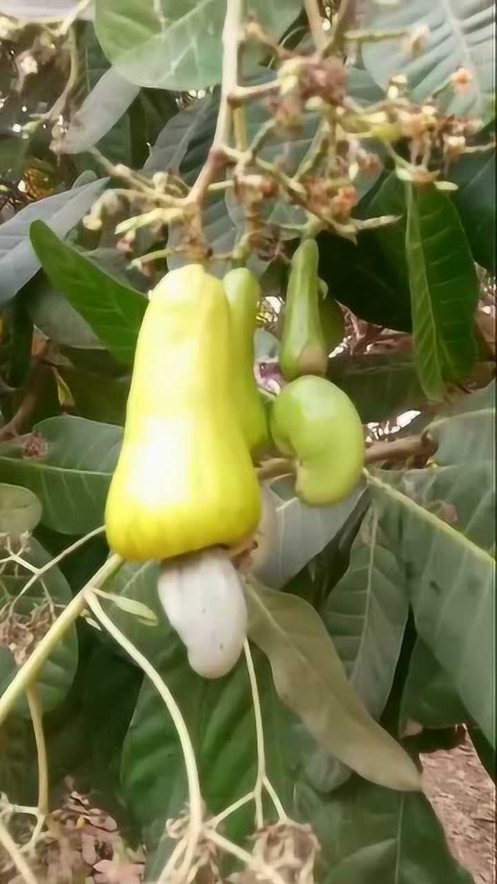 這棵有兩百年樹齡的腰果樹,一年四季都有果實,看看非洲小哥吃的多開心