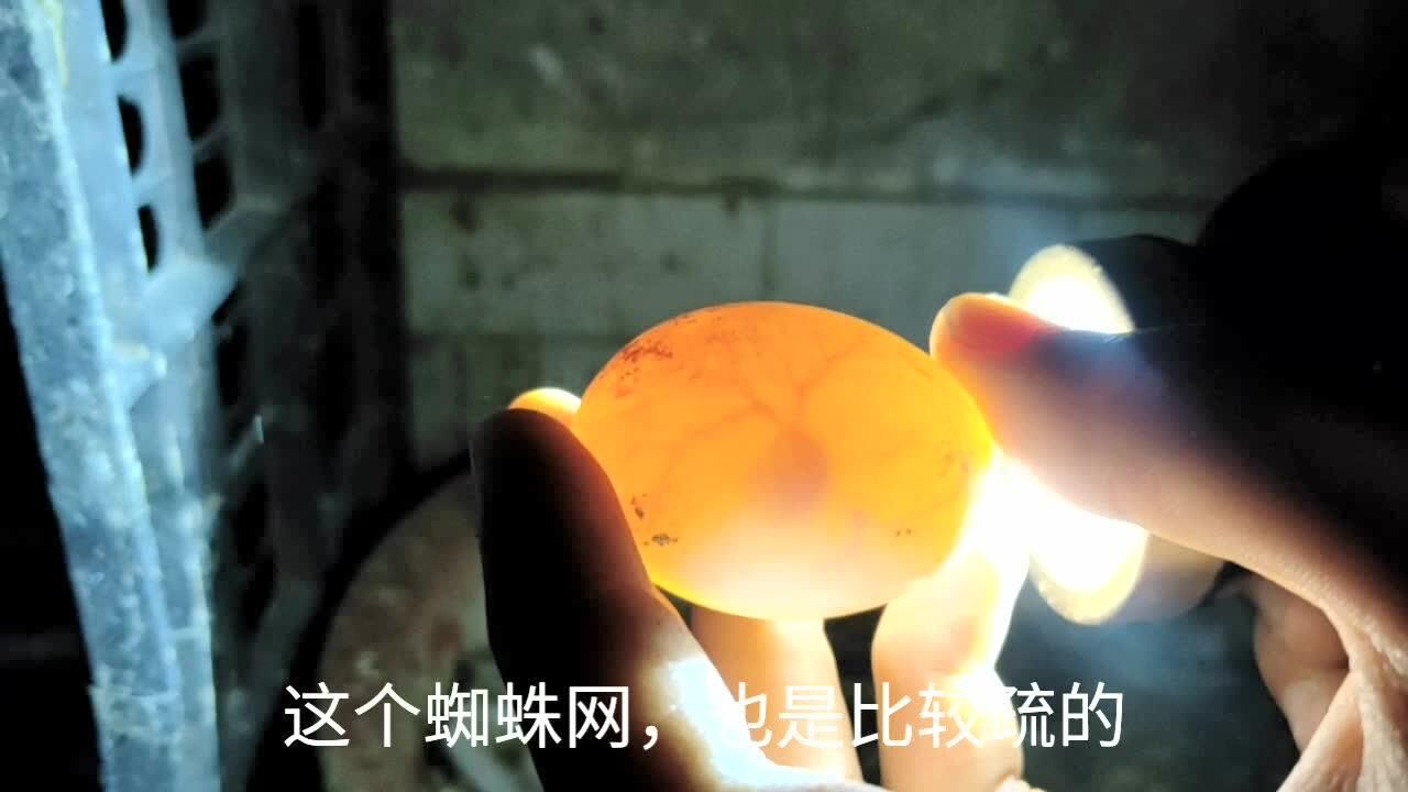 听说鸽子蛋可以观察里面的血丝稀疏度来判定是公母