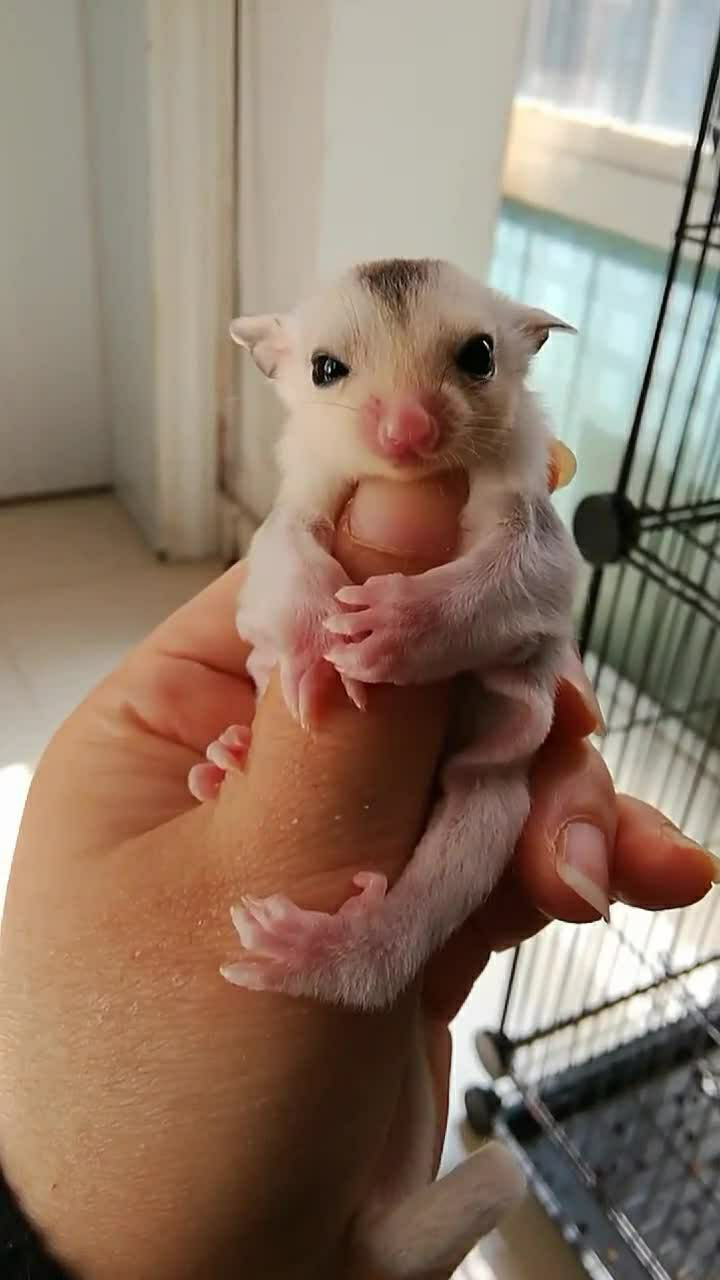 可爱的小蜜袋鼯,刚才还对我眨眼睛,真的撩到我了