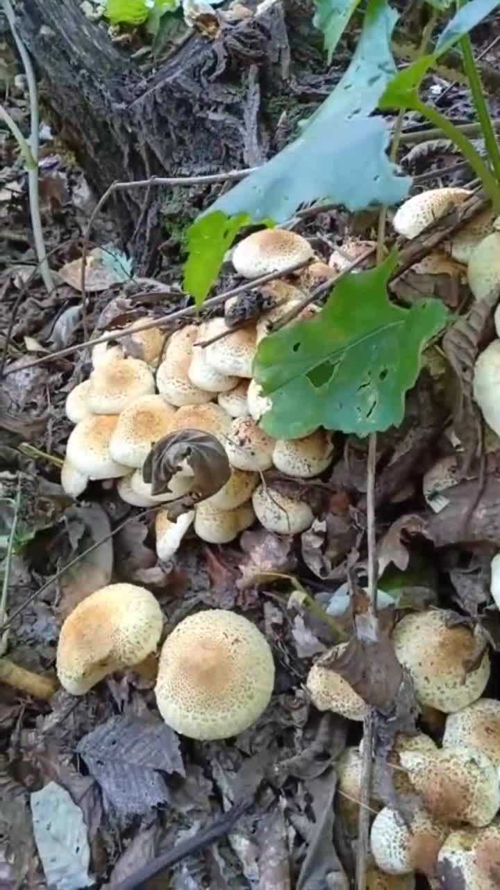 上山看见一簇簇的柳树蘑,真鲜美,好多宝贝啊!
