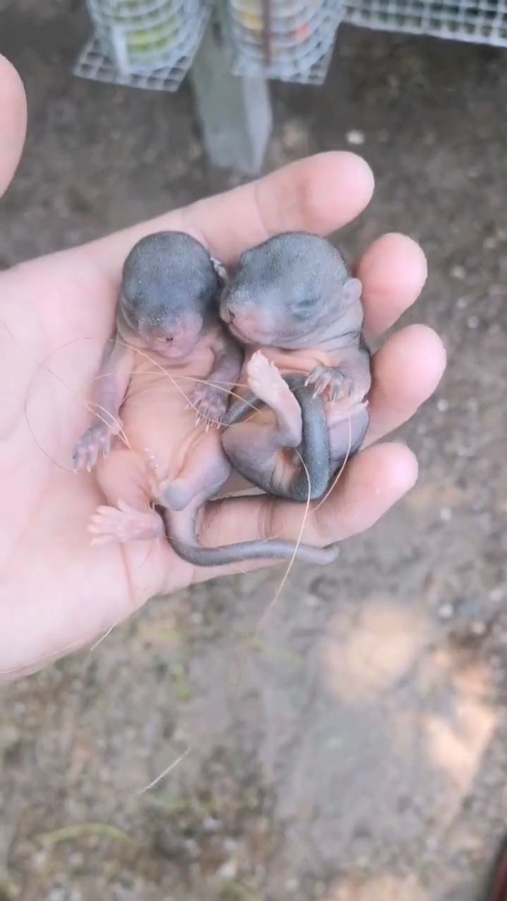 刚出生八天左右的红腹松鼠宝宝眼睛还没有睁开