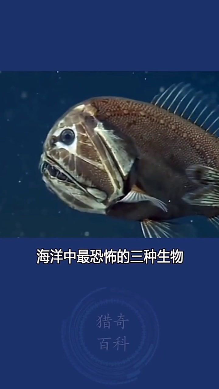 海洋中最恐怖的三种生物