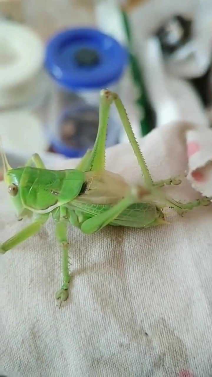 這個蟈蟈顏色翠綠,好漂亮啊!據說點完藥後鳴叫聲會更好聽!