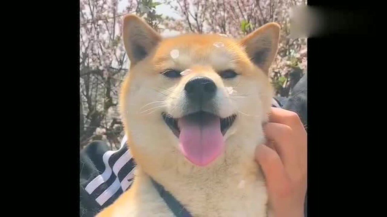 看柴犬笑的这么开心,坏心情也不由自主的好了!