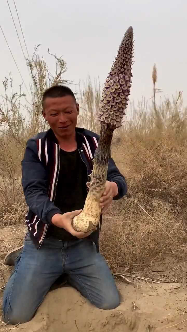 沙漠瑰宝肉苁蓉竟然长这个样,既能观赏又有营养,真是绝了