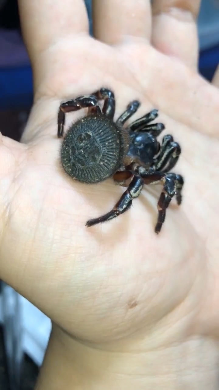 屁股上长奥利奥的小蜘蛛!