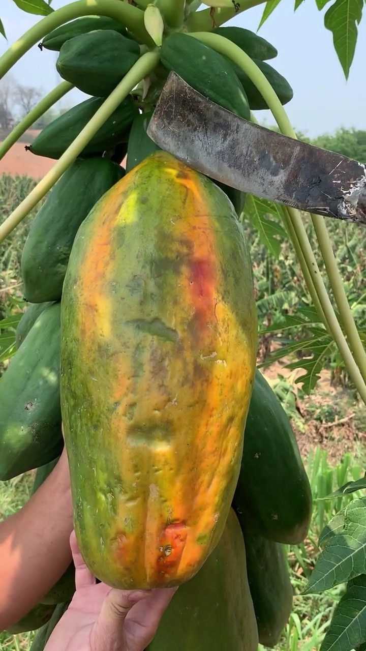 世界上最大的木瓜,你们见过吗?