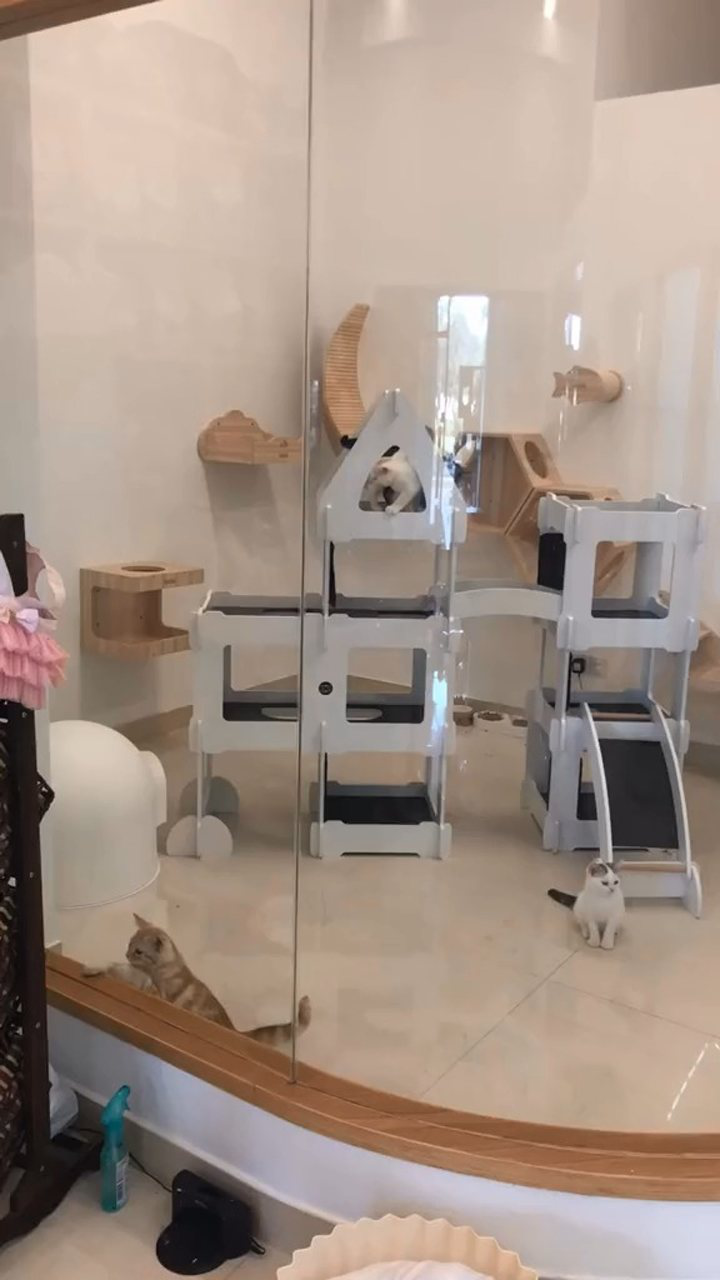 三百平猫豪宅,希望国内猫舍水平不止在家中,希望能让更多的人能接触到正规猫舍的存在和差别_腾讯视频