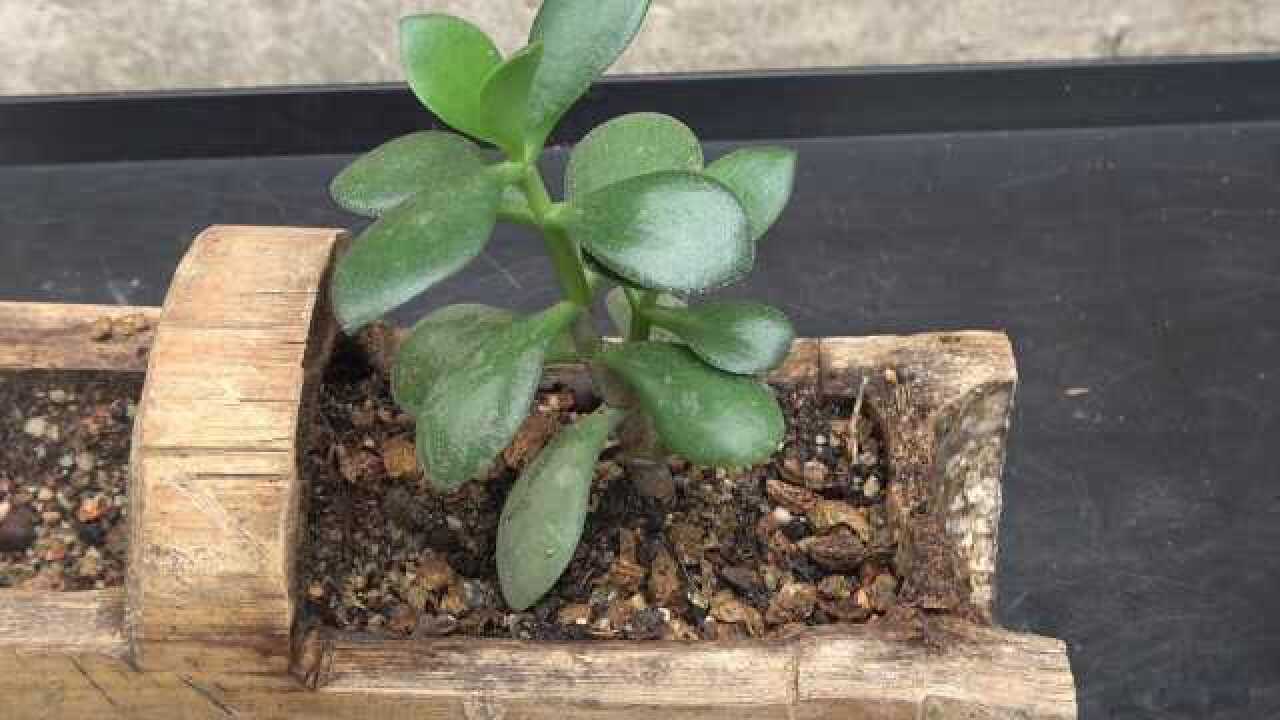 前段时间扦插的玉树小苗成活了,是时候给它移栽,让它长成老桩