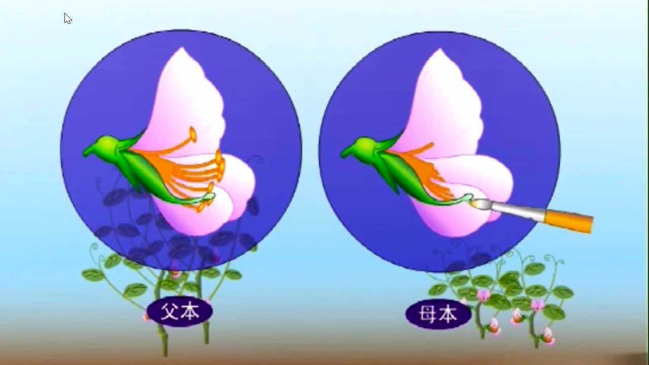 豌豆人工授粉动画_腾讯视频