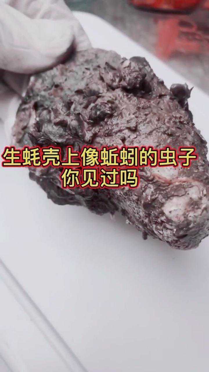 你见过生蚝壳上的虫吗