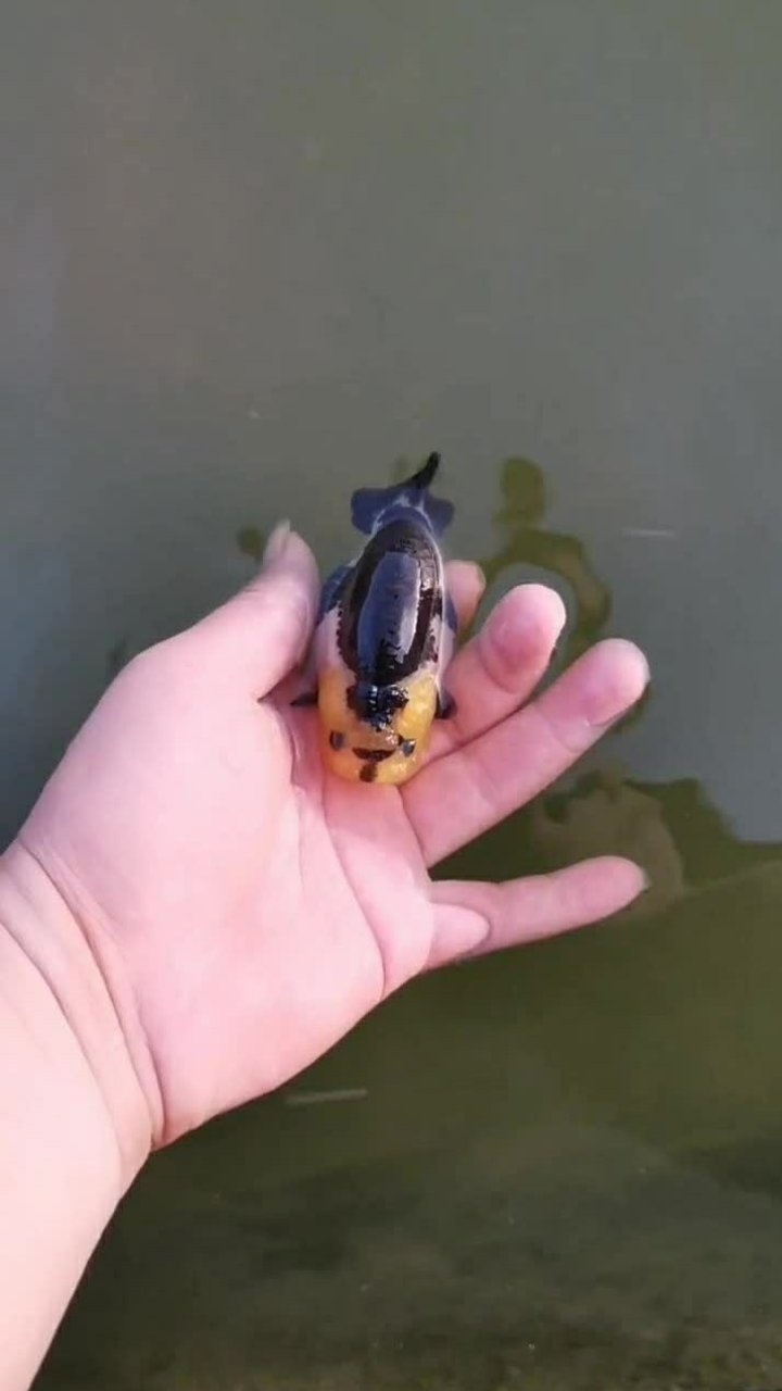 熊猫兰寿鱼和熊猫一样很稀少颜色也和熊猫差不多