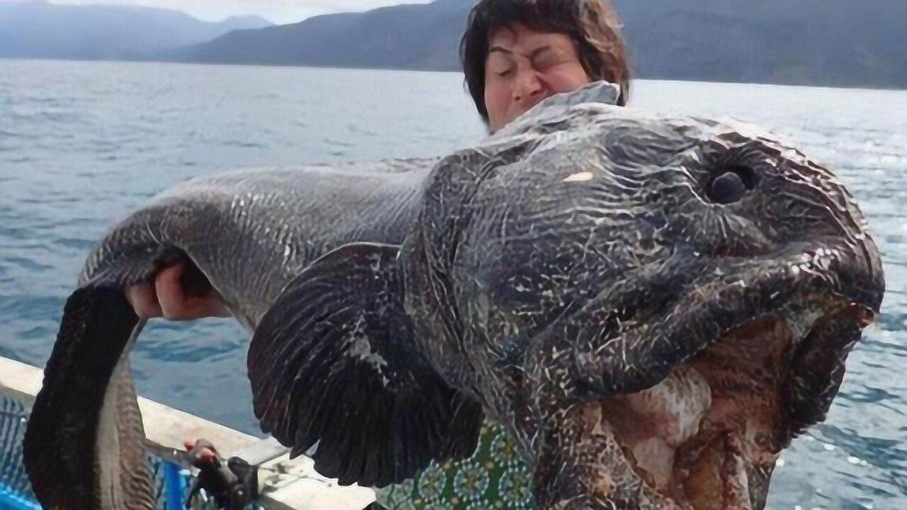 日本渔民捞出巨大怪鱼,疑似核辐射变异,专家这样说