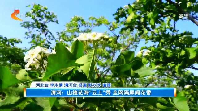 清河:山楂花海“云上”秀 全网隔屏闻花香