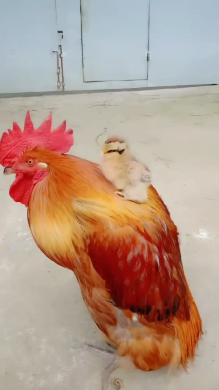 鸡爸爸真带小鸡