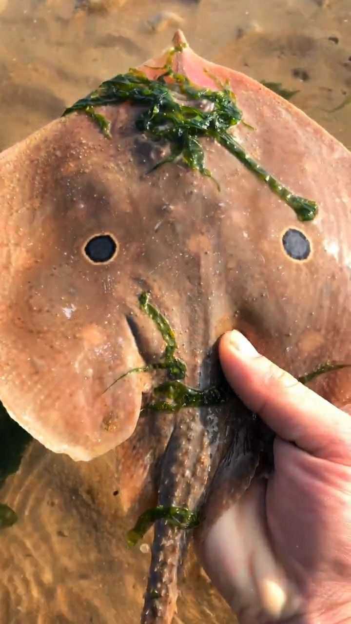 鱼背上竟然长眼睛,第一次见这种鱼,先带回家吧