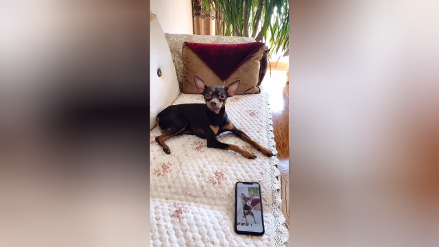 鹿犬啵啵乐唱歌看它的小模样太可爱了看完不许笑