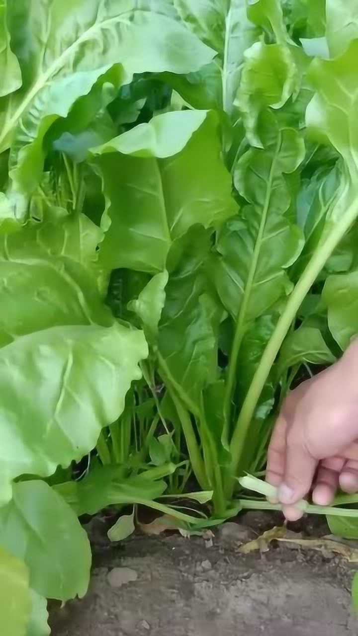 根达菜撇叶子吃越撇越长能吃很长时间你知道吗