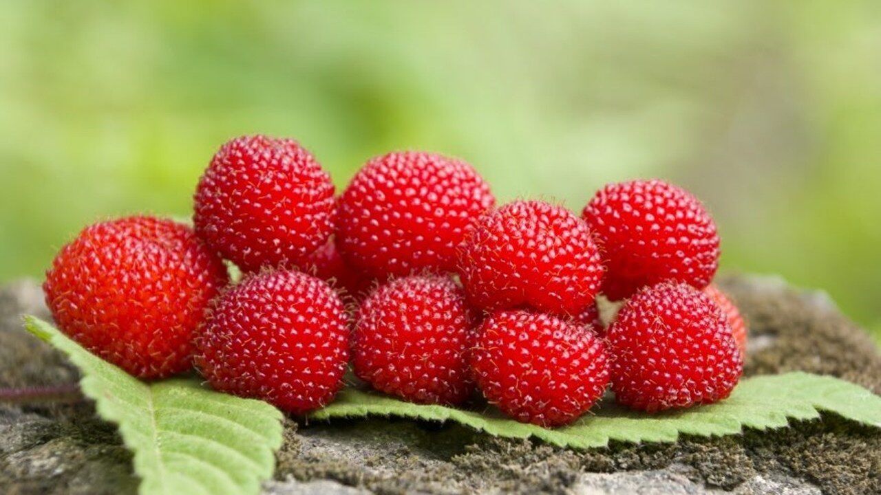 野果图鉴蓬蘽香甜可口和空心泡齐名的春季美食