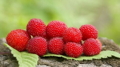 野果图鉴蓬蘽香甜可口和空心泡齐名的春季美食