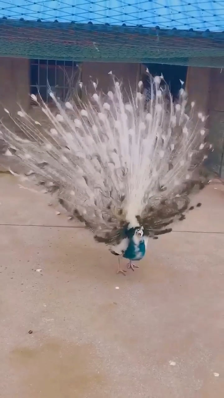 白绿孔雀开屏,太漂亮了