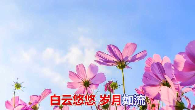 一首经典情歌《苦情花》