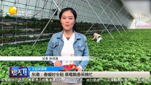 《说天下》东港:春暖时令到 草莓飘香采摘忙