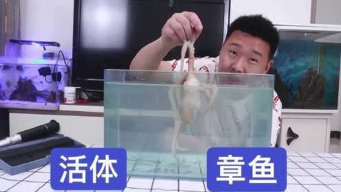 章鱼开箱：在海鲜市场买了1条可食用活体章鱼，它能养活吗
