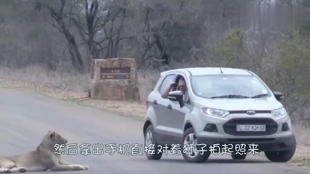 群狮躺公路上休息,车主纷纷停车踟躇,但这位司机大哥是个例外