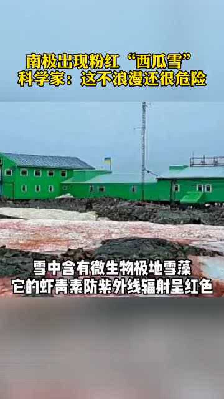 南极现粉红色西瓜雪科学家大面积出现将加剧气候变暖