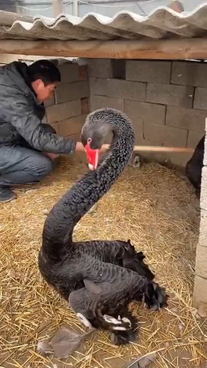 这鹅太凶了吧还会和人打架原来天鹅打架是扇巴掌