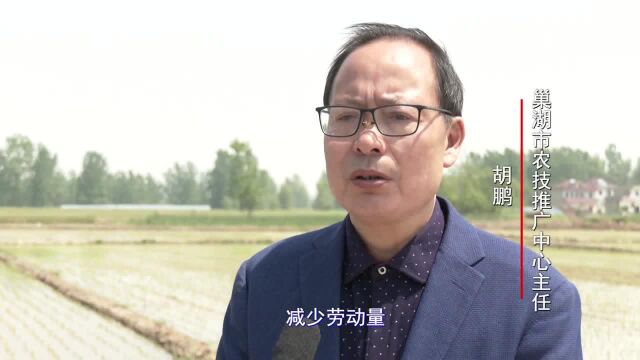 走进县区丨再生稻:稳粮增收显身手