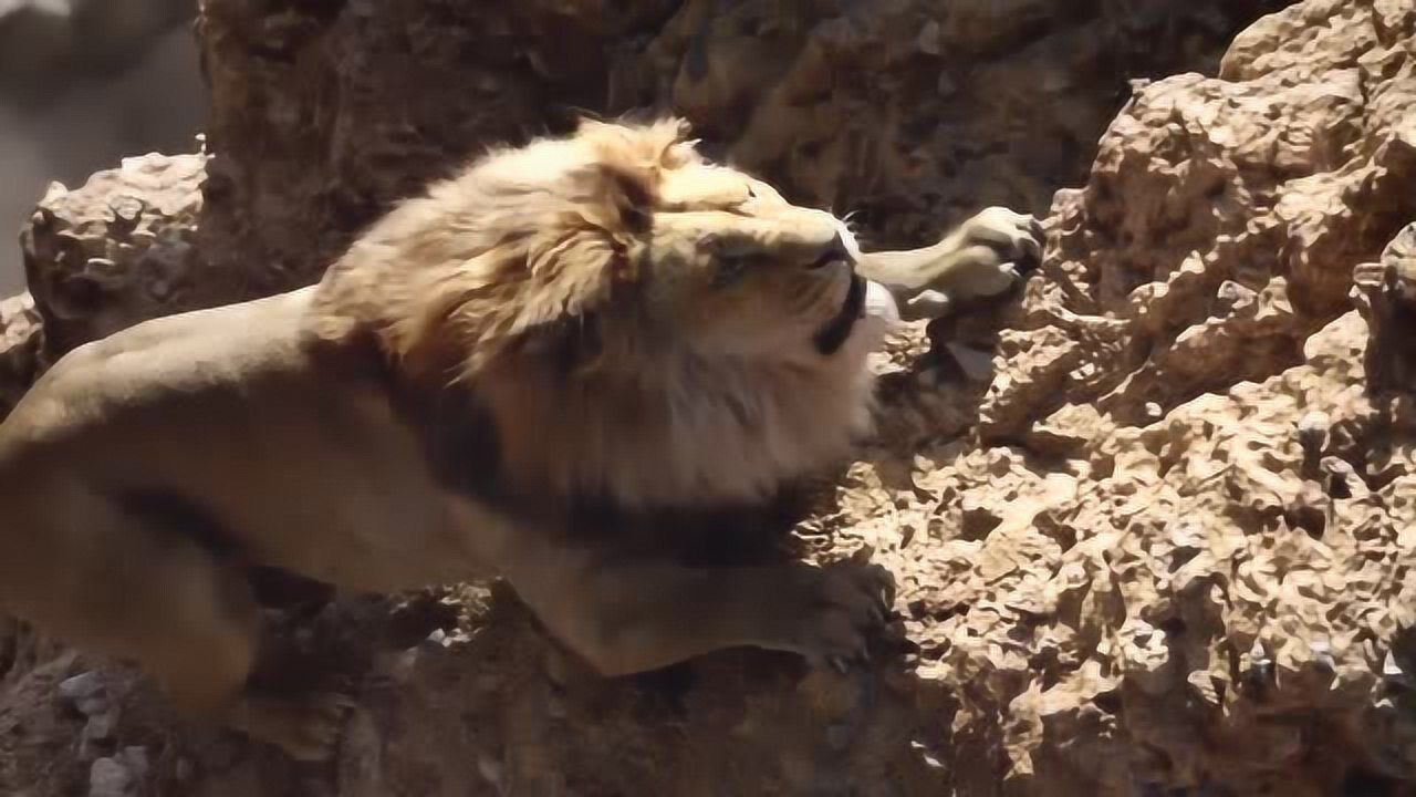 獅子王木法沙被群牛攻擊最後卻死於親弟弟之手