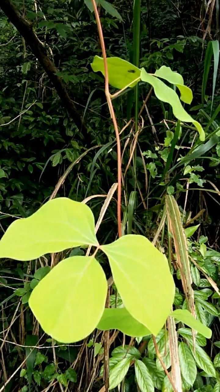 叶形独特的大活血藤,它可以清热解毒活血祛风,止痛