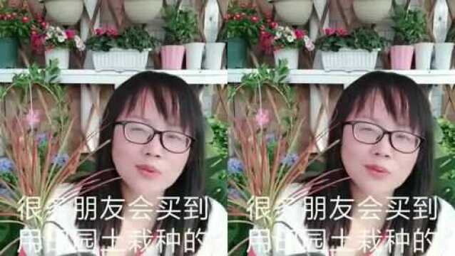 花店里买到这种花,不换盆很难养井花卉换盆