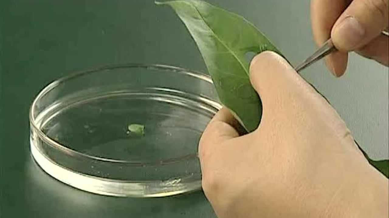 高中生物演示实验|11探究环境因素对光合作用强度的影响_高清