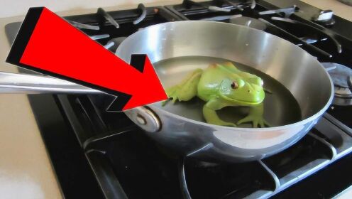 将青蛙放在锅中加热，青蛙真的不会跳吗？看了实验过程，信了！