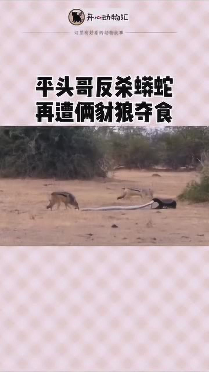 平头哥pk蟒蛇 豺狼
