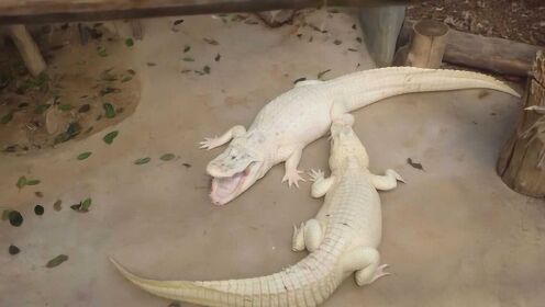 全世界最罕见的白色鳄鱼，虽然“一白遮百丑”，但真相却令人心疼