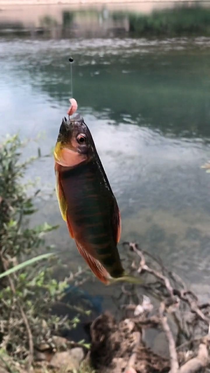 香溪河里桃花鱼图片