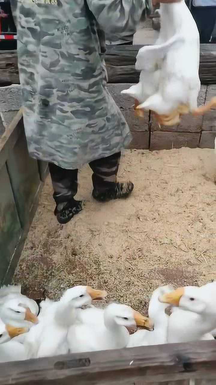 大哥做这行已经好几年了从抓鸭子的手法来看就知道是个老手