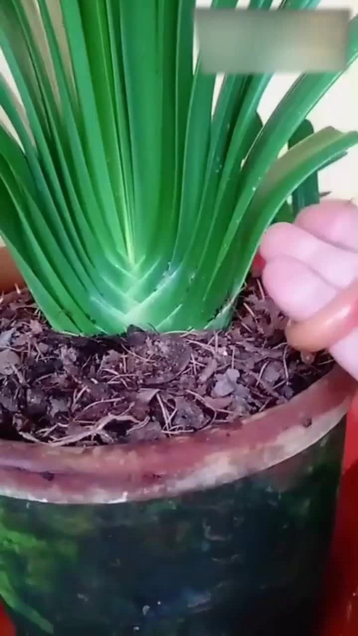 保住君子兰大坐基的小窍门,要记住了