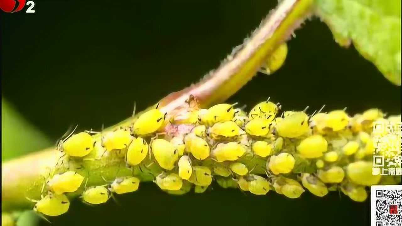 栾树分泌粘液原是蚜虫作怪