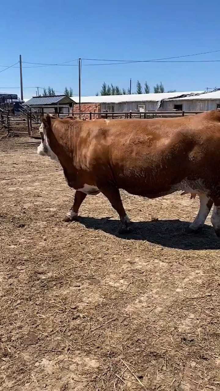 牛儿走出了大哥的步伐这一头牛特别的壮实非常的胖