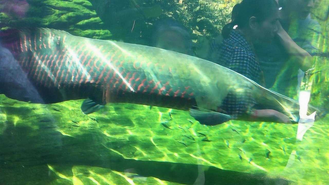 小伙亚马逊钓上河中巨怪三米长的巨骨舌鱼太恐怖
